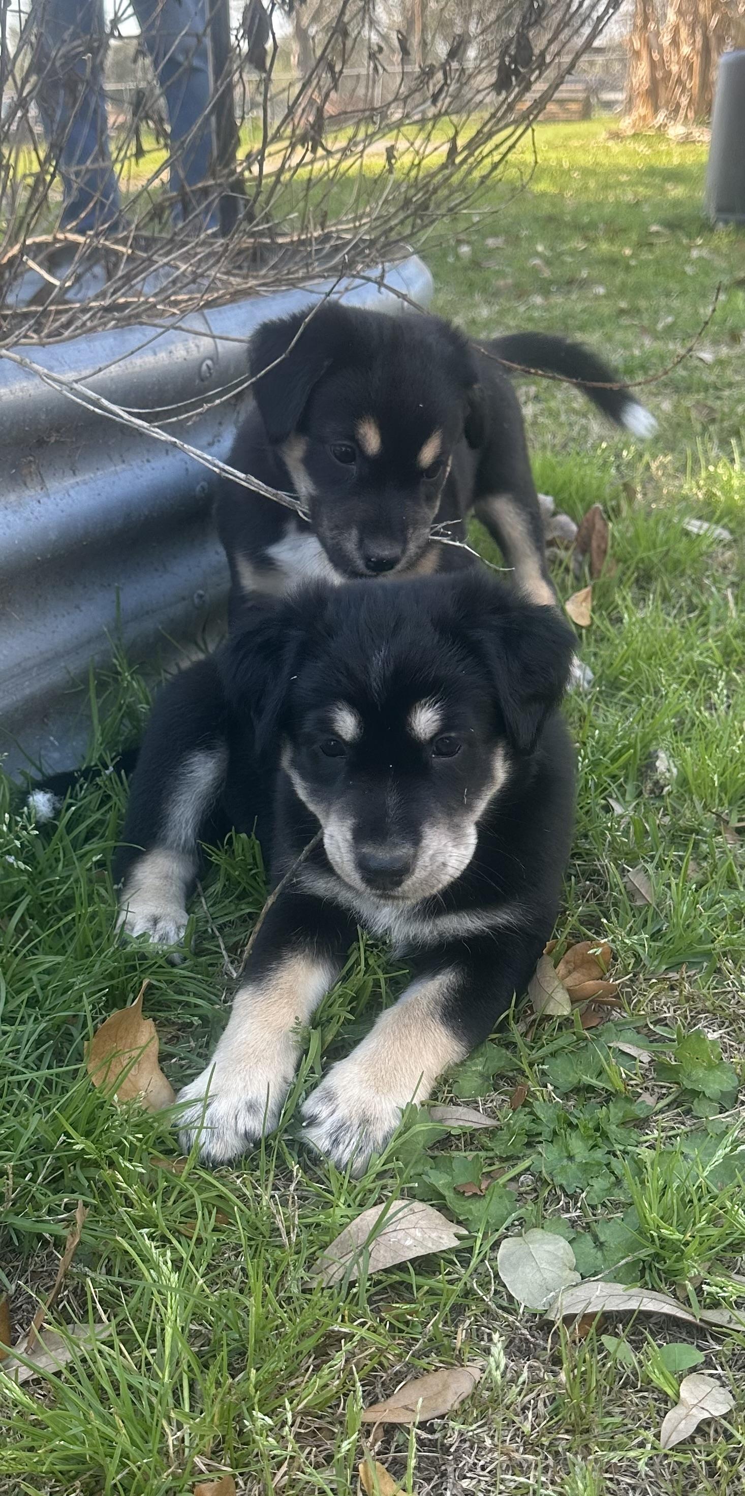 Enlarge Rocky Road, a hold mixed breed in Utica, NY image 4/6