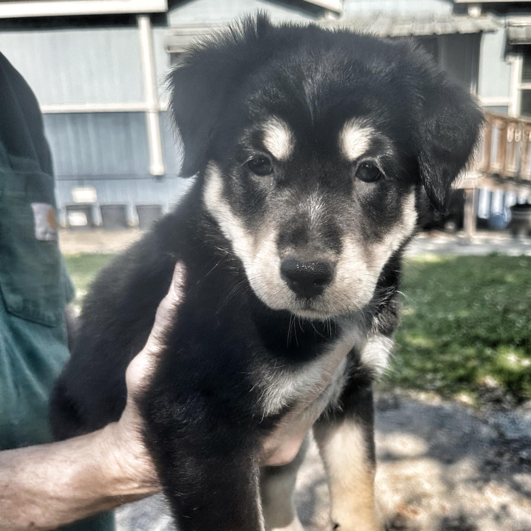 Enlarge Rocky Road, a hold mixed breed in Utica, NY image 1/6