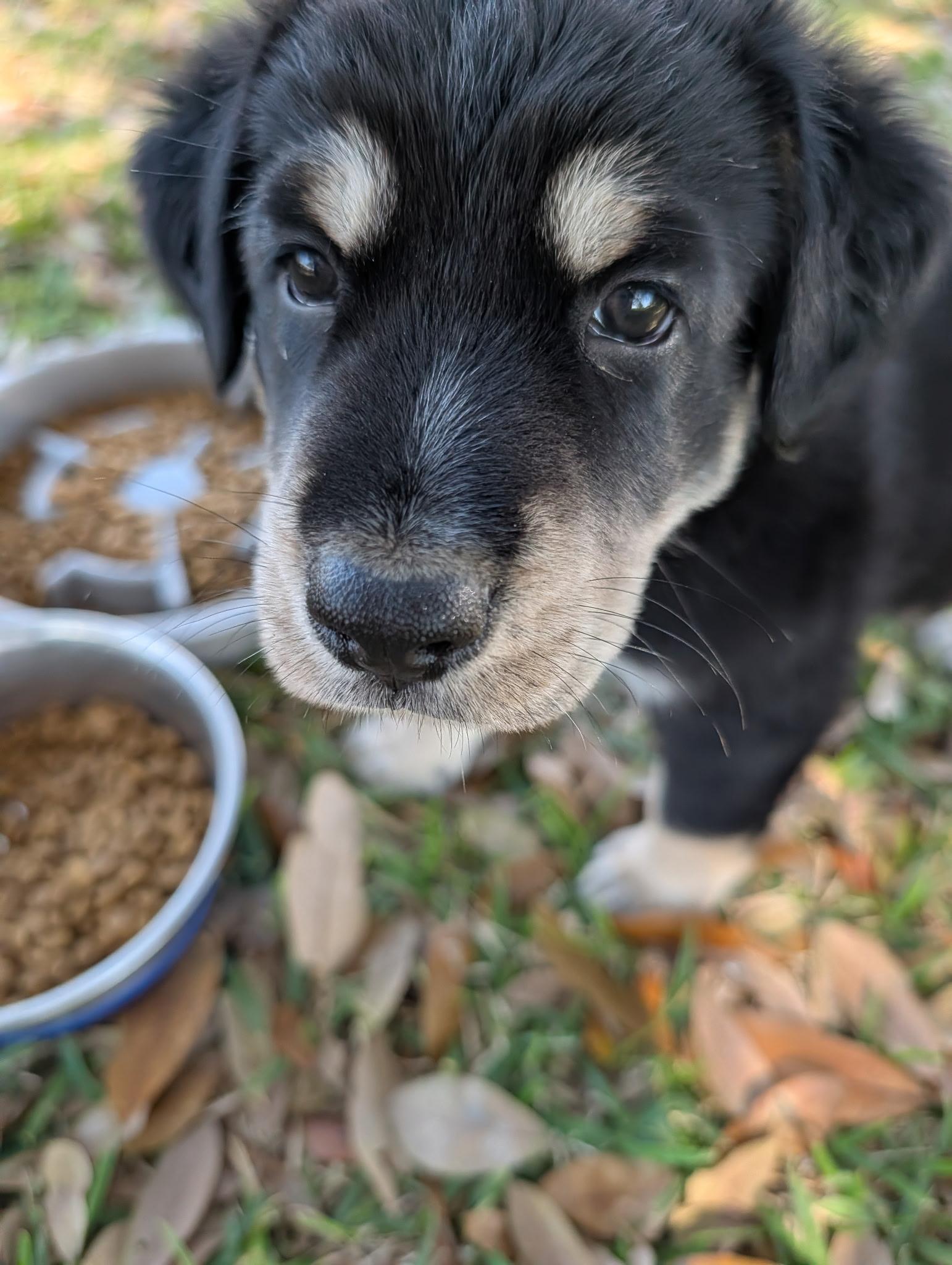 Enlarge Rocky Road, a hold mixed breed in Utica, NY image 5/6