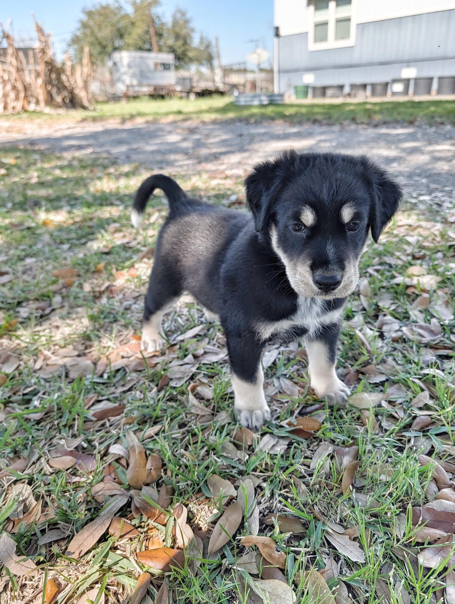 Enlarge Rocky Road, a hold mixed breed in Utica, NY image 3/6