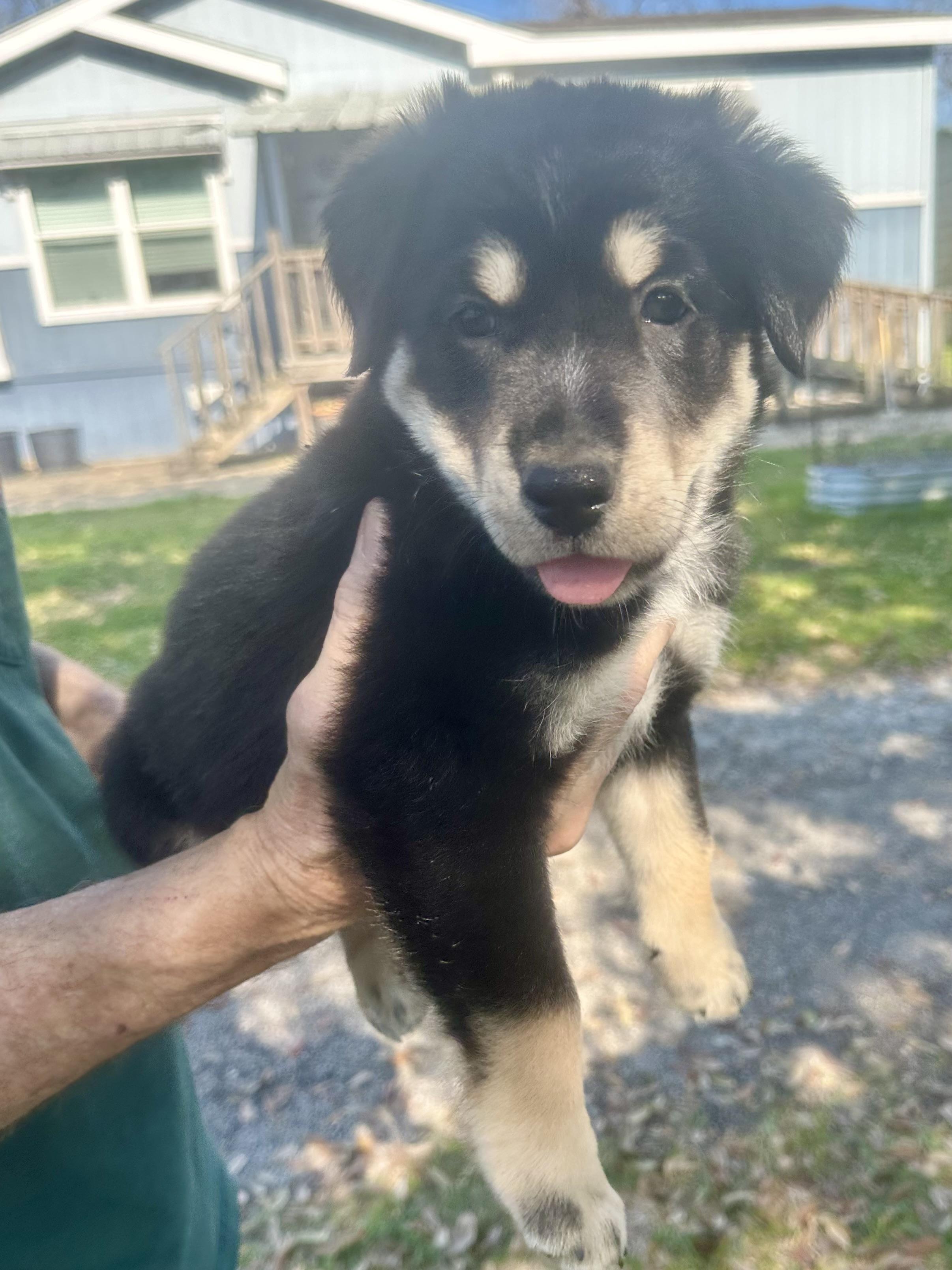 Enlarge Rocky Road, a hold mixed breed in Utica, NY image 6/6