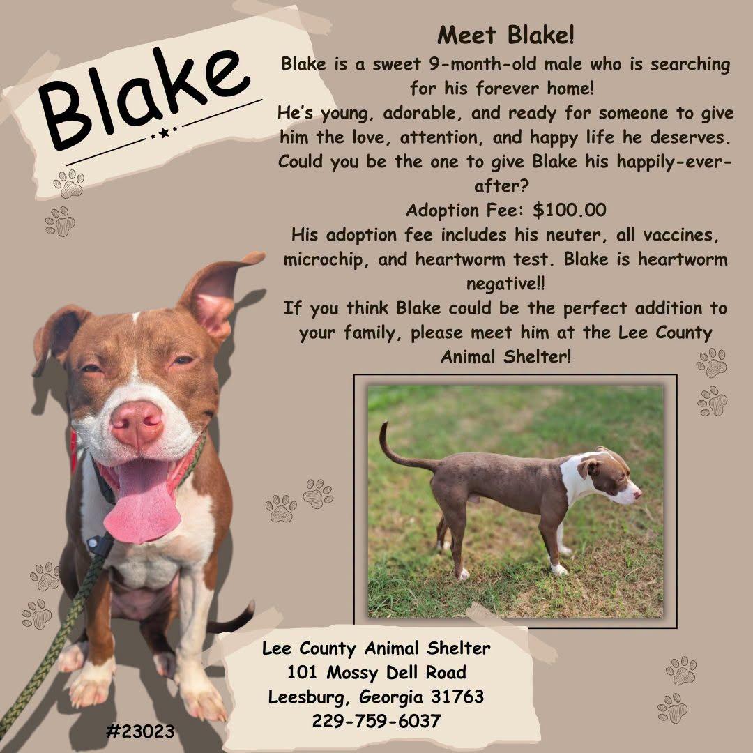 Blake, ADOPTABLE, Young Male Mixed Breed.