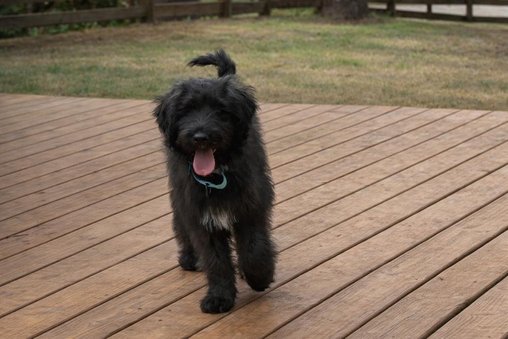 Enlarge Blackberry Ripple, a Adoptable mixed breed in Acworth, GA image 2/2