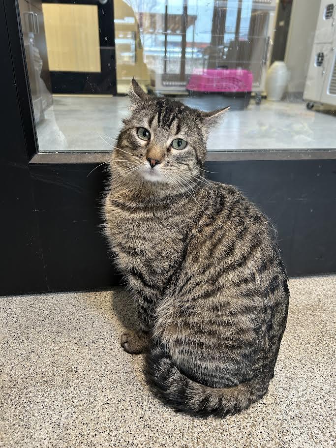 Enlarge Purr, an adoptable Domestic Short Hair in Hamilton, MT image 2/6