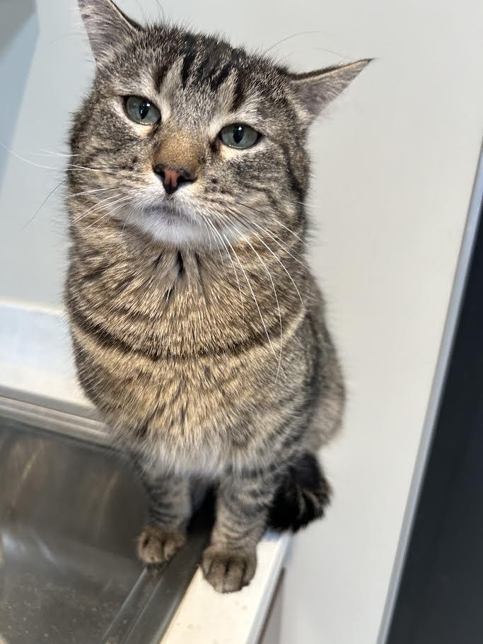 Enlarge Purr, an adoptable Domestic Short Hair in Hamilton, MT image 1/6