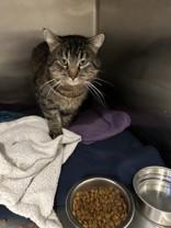 Enlarge Purr, a ADOPTABLE Domestic Short Hair in Hamilton, MT image 3/3