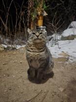 Enlarge Purr, a ADOPTABLE Domestic Short Hair in Hamilton, MT image 2/3