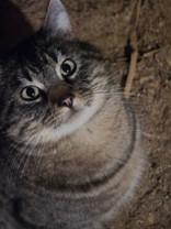 Purr, ADOPTABLE, Adult Male Domestic Short Hair.