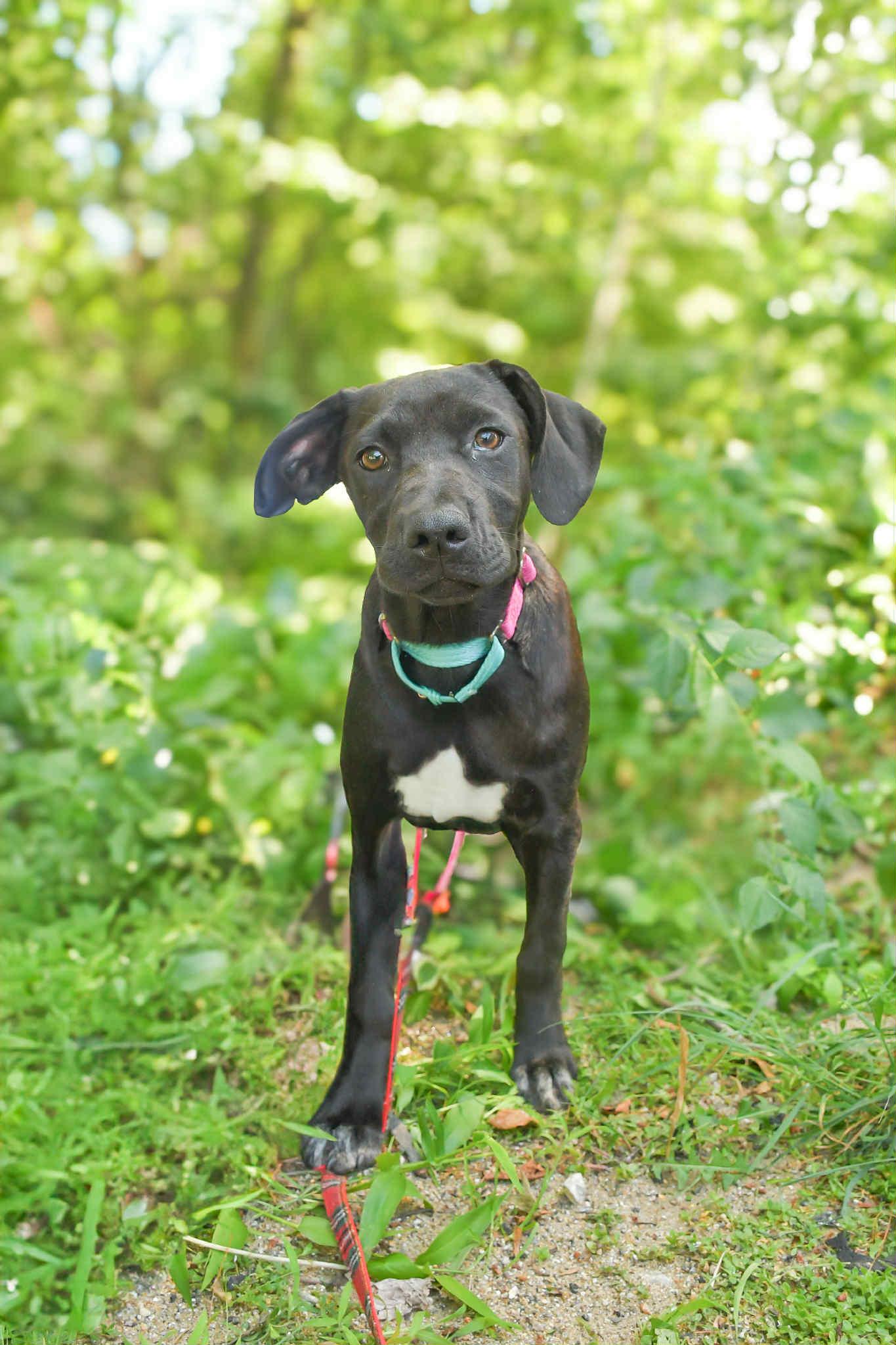 Diamond in NH! Come Meet our Adoptable Dogs Wednesday-Saturday. More info in Bio!