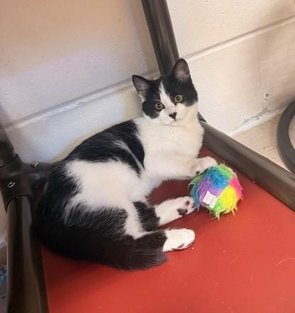 Enlarge Amor, a ADOPTABLE Domestic Short Hair in Fayetteville, AR image 1/3