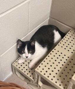 Enlarge Amor, a ADOPTABLE Domestic Short Hair in Fayetteville, AR image 3/3