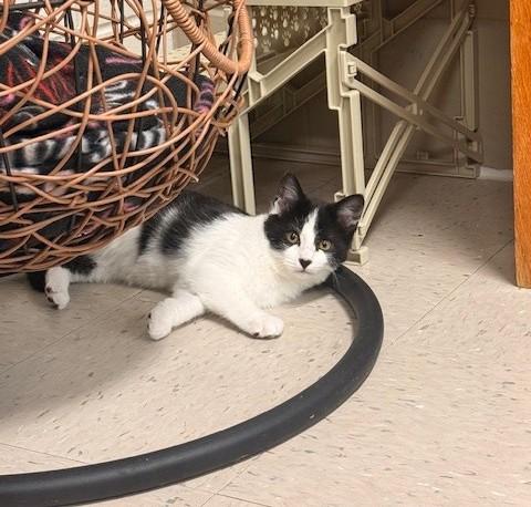 Enlarge Amor, a ADOPTABLE Domestic Short Hair in Fayetteville, AR image 2/3