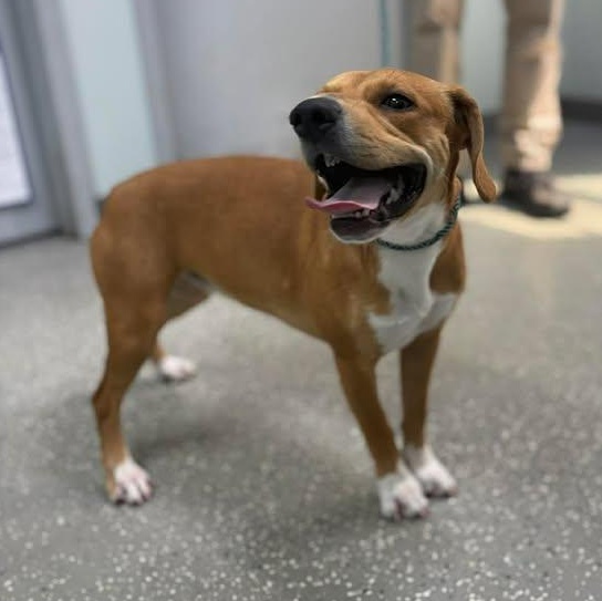 Enlarge Daphne, a ADOPTABLE mixed breed in Bardstown, KY image 5/5