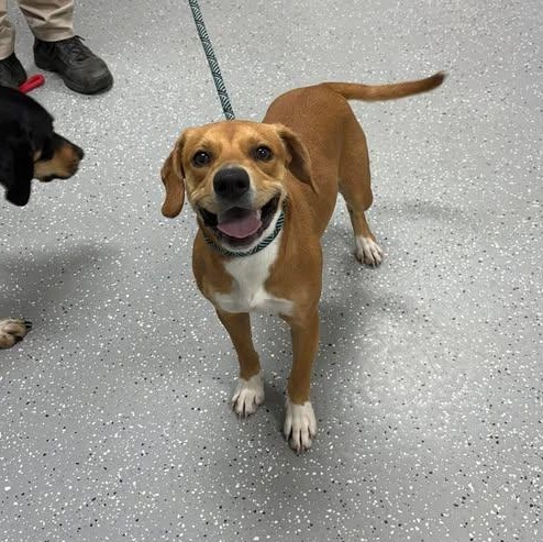 Enlarge Daphne, a ADOPTABLE mixed breed in Bardstown, KY image 4/5