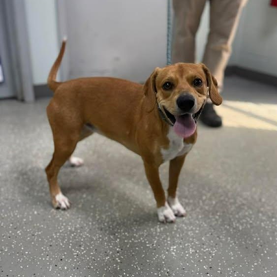 Enlarge Daphne, a ADOPTABLE mixed breed in Bardstown, KY image 2/5