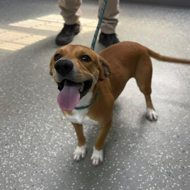 Enlarge Daphne, a ADOPTABLE mixed breed in Bardstown, KY image 3/5