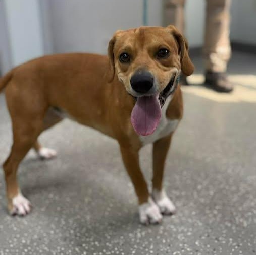 Enlarge Daphne, a ADOPTABLE mixed breed in Bardstown, KY image 1/5