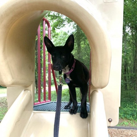 Jericho, Adult Male German Shepherd Dog