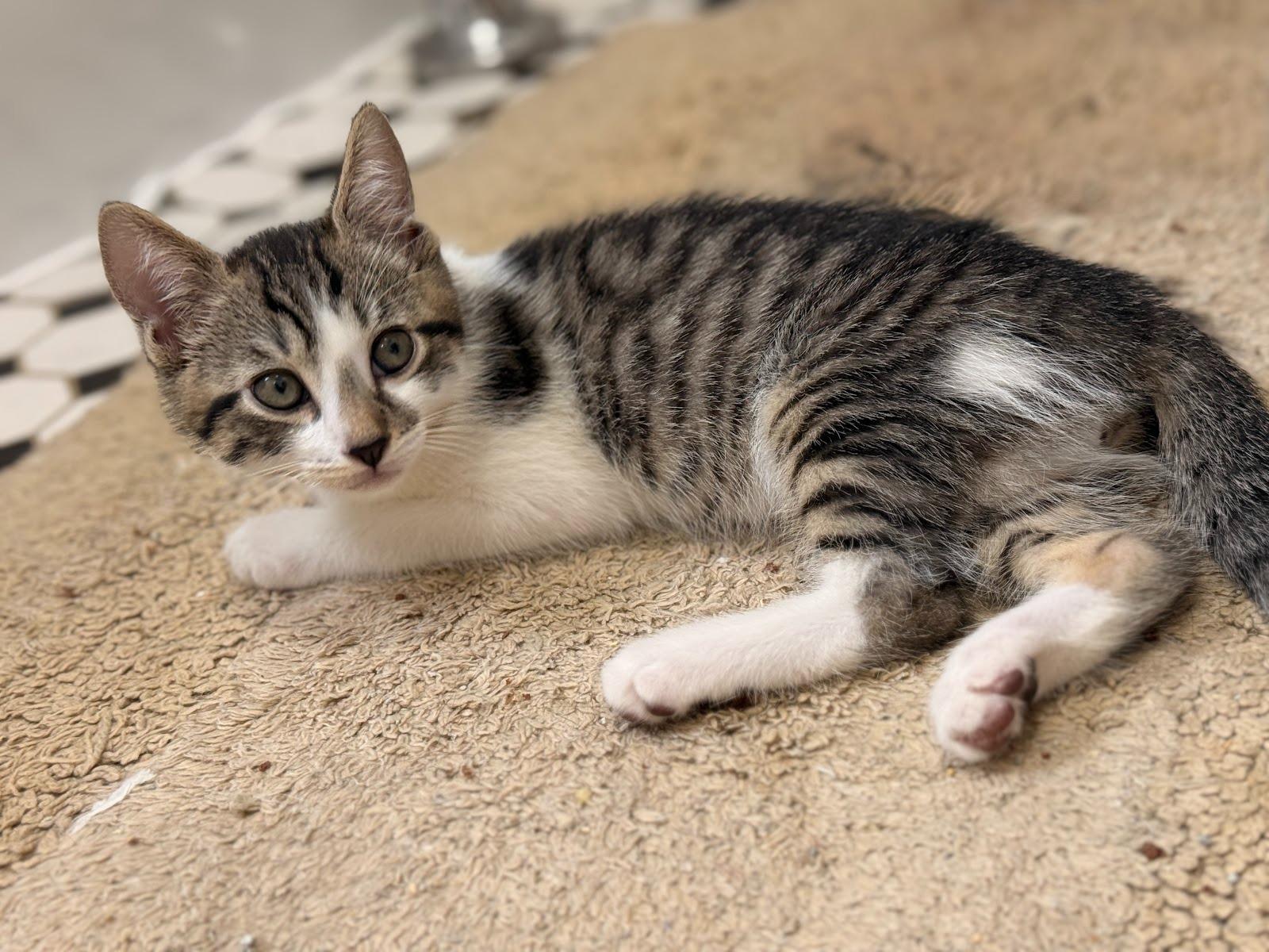 Enlarge Alfie, a ADOPTABLE Domestic Short Hair in Brooklyn, NY image 2/6