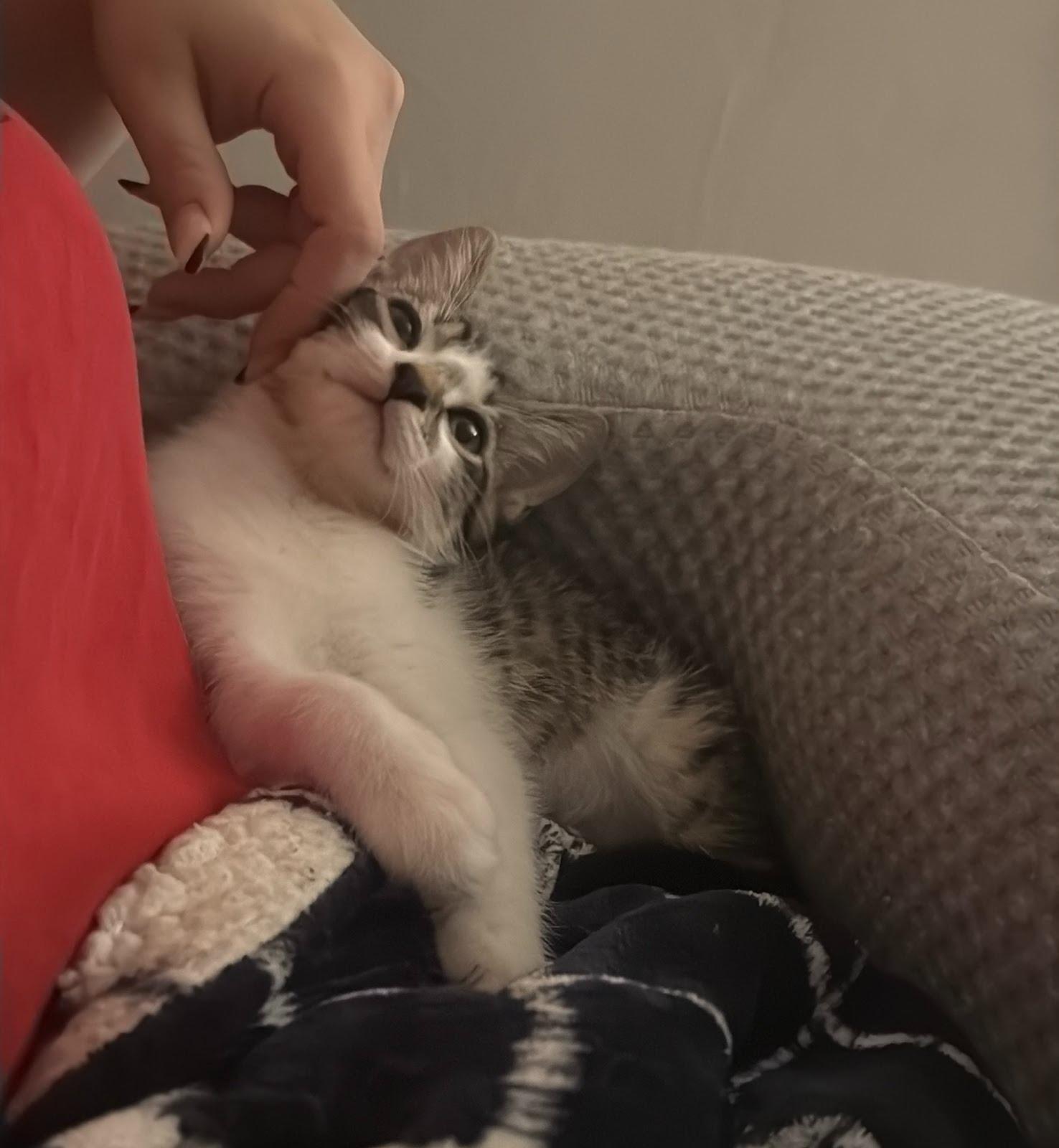 Enlarge Alfie, a ADOPTABLE Domestic Short Hair in Brooklyn, NY image 6/6