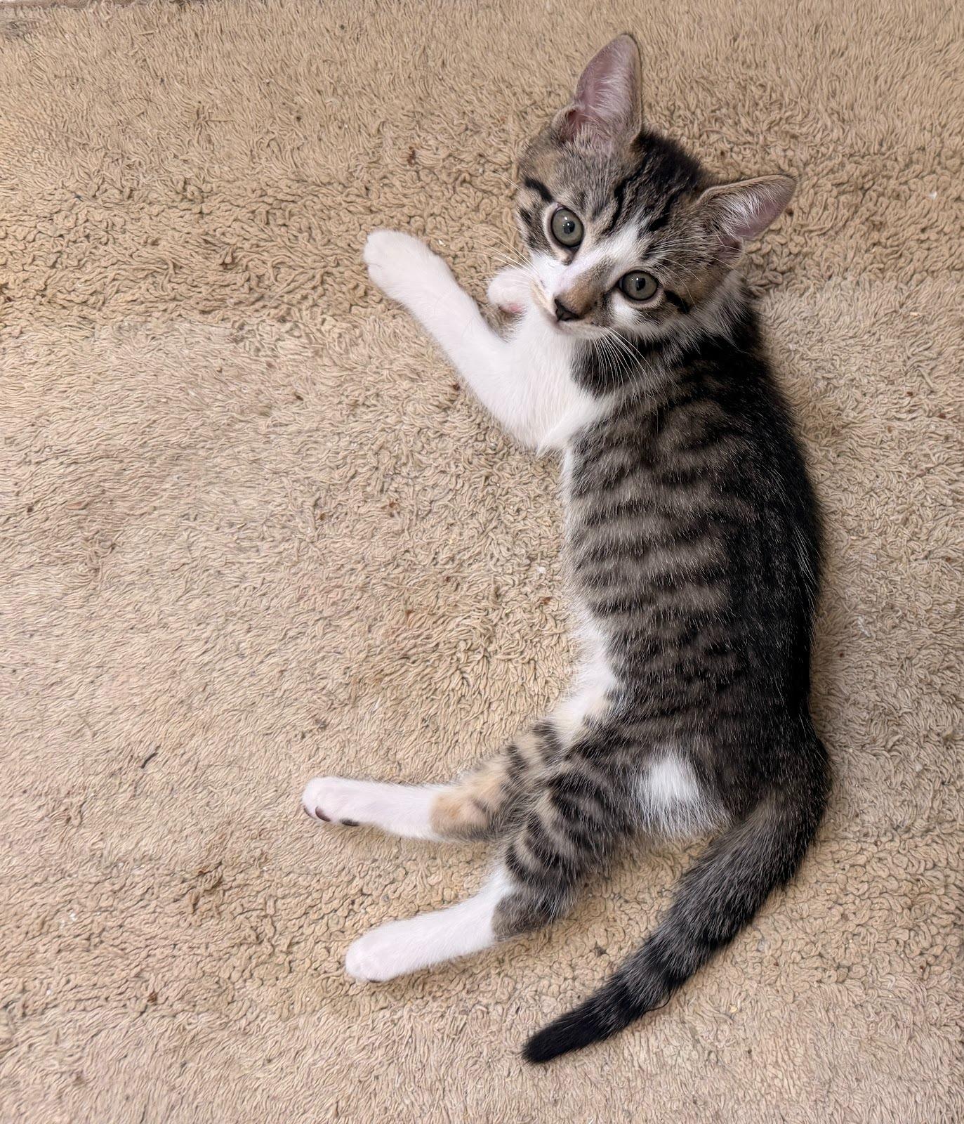 Enlarge Alfie, a ADOPTABLE Domestic Short Hair in Brooklyn, NY image 5/6