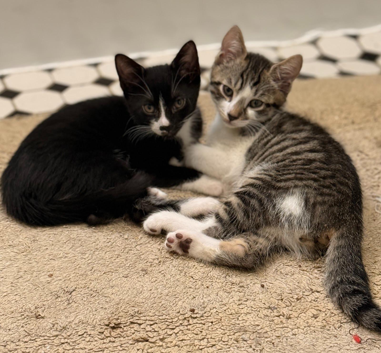 Enlarge Alfie, a ADOPTABLE Domestic Short Hair in Brooklyn, NY image 3/6