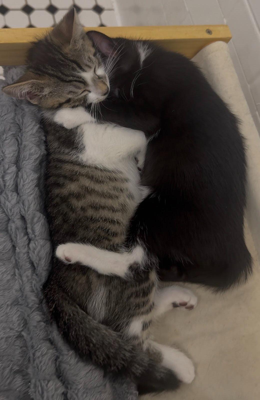 Enlarge Alfie, a ADOPTABLE Domestic Short Hair in Brooklyn, NY image 4/6