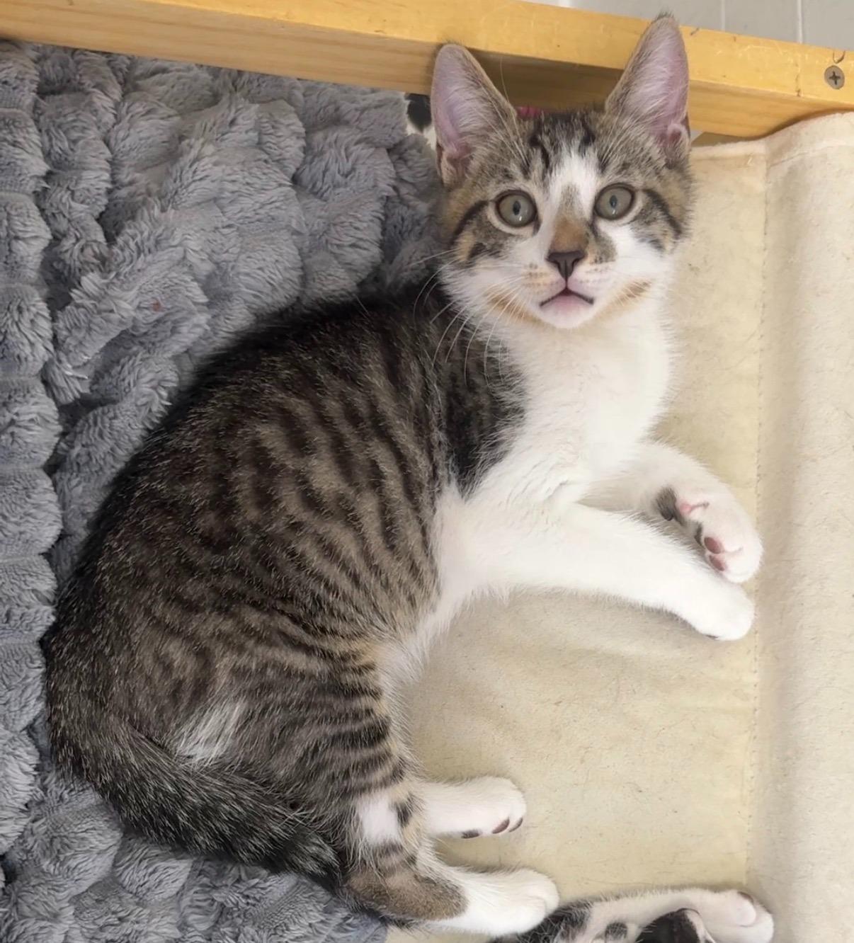 Alfie, ADOPTABLE, Kitten Male Domestic Short Hair.