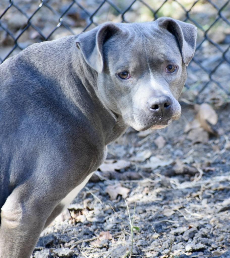 Michelle, Adoptable, Adult Female Mixed Breed.