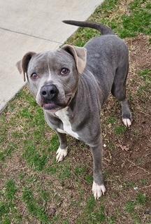 Enlarge Michelle, a Adoptable mixed breed in Sherwood, AR image 1/6