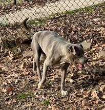 Enlarge Michelle, a Adoptable mixed breed in Sherwood, AR image 2/6