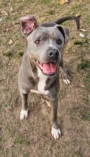 Enlarge Michelle, a Adoptable mixed breed in Sherwood, AR image 3/6