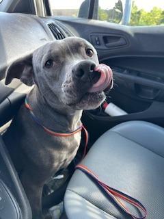 Enlarge Michelle, a Adoptable mixed breed in Sherwood, AR image 3/6