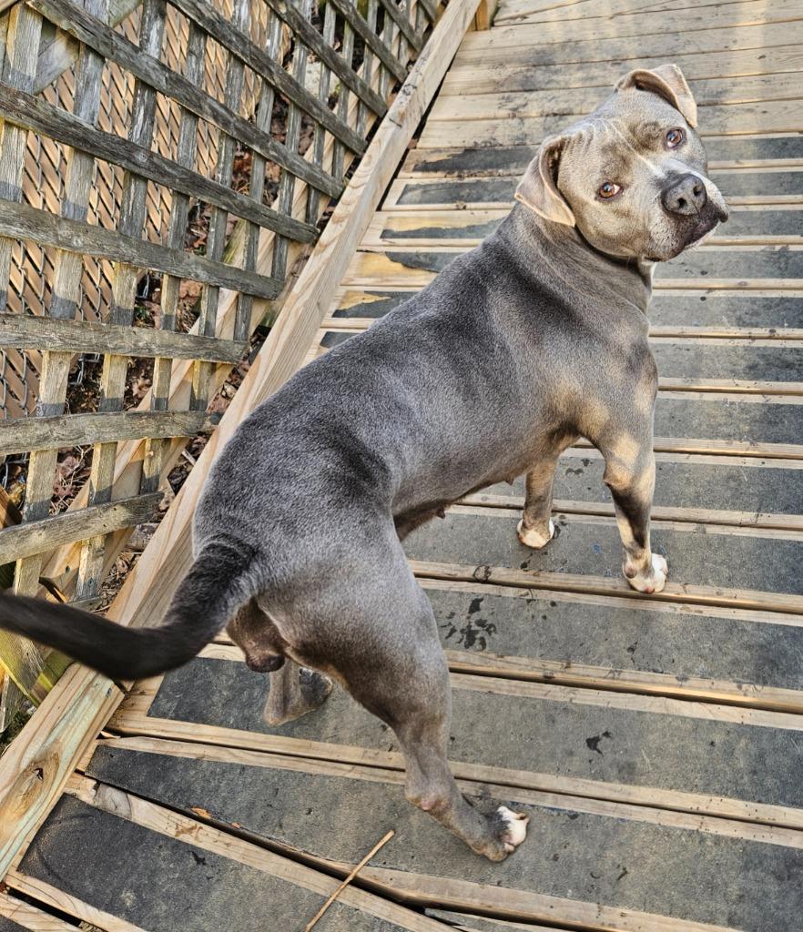 Enlarge Michelle, a Adoptable mixed breed in Sherwood, AR image 4/6