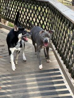 Enlarge Michelle, a Adoptable mixed breed in Sherwood, AR image 6/6