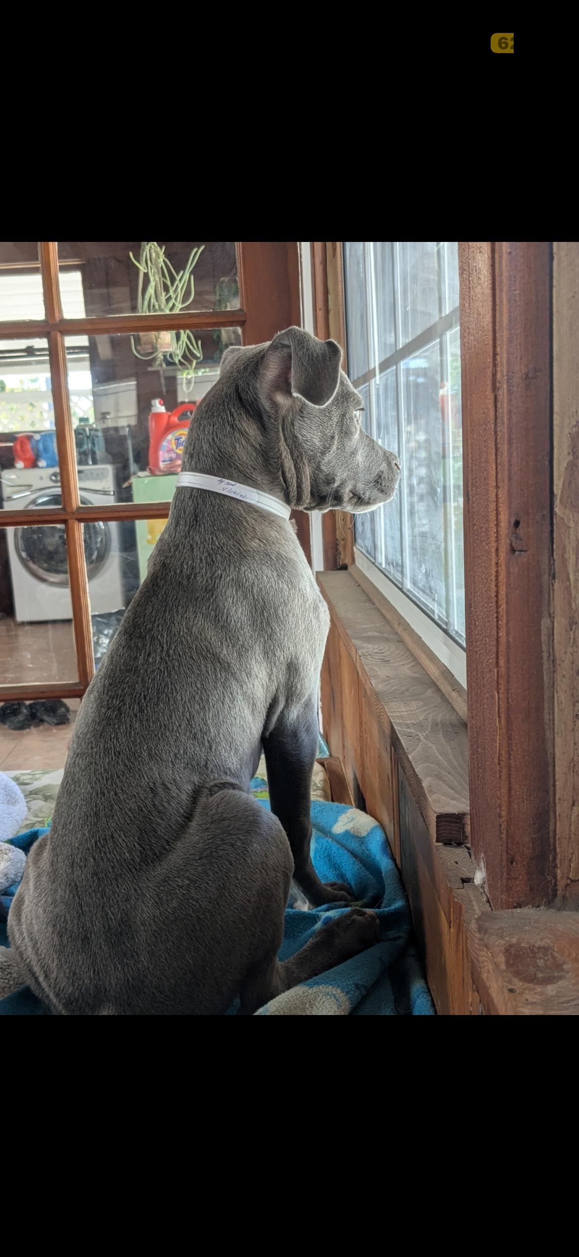 Pluto , an adopted Pit Bull Terrier in Hayward, CA image 1/6