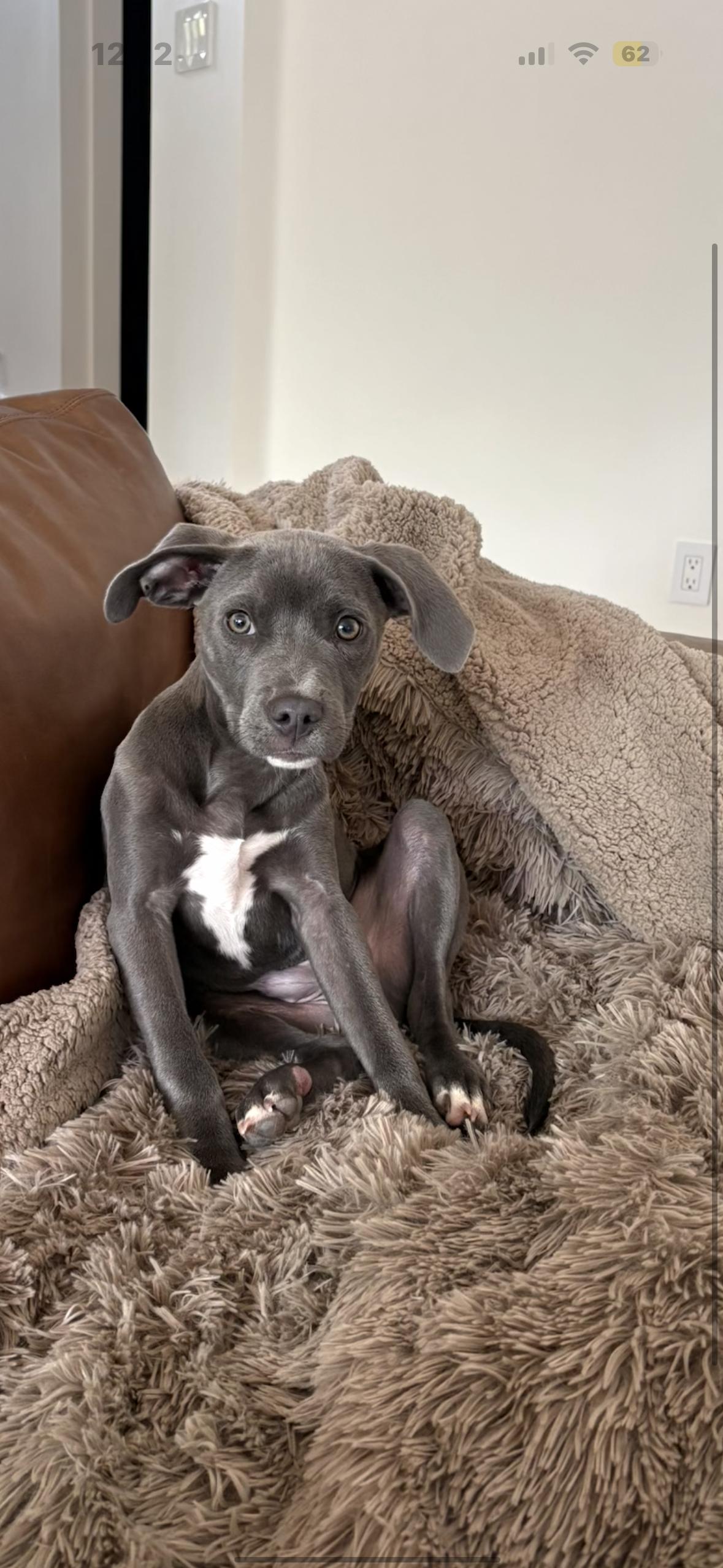 Pluto , an adopted Pit Bull Terrier in Hayward, CA image 3/6