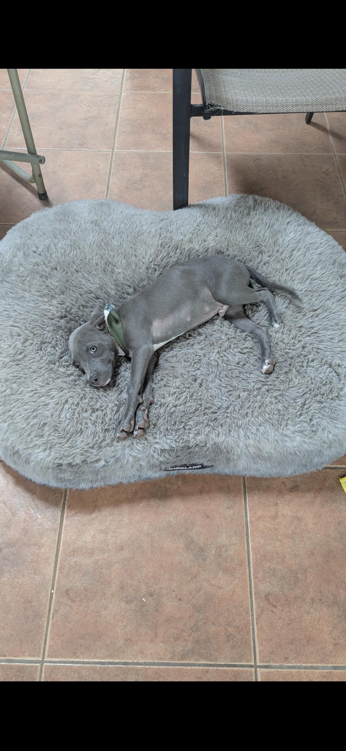 Pluto , an adopted Pit Bull Terrier in Hayward, CA image 6/6