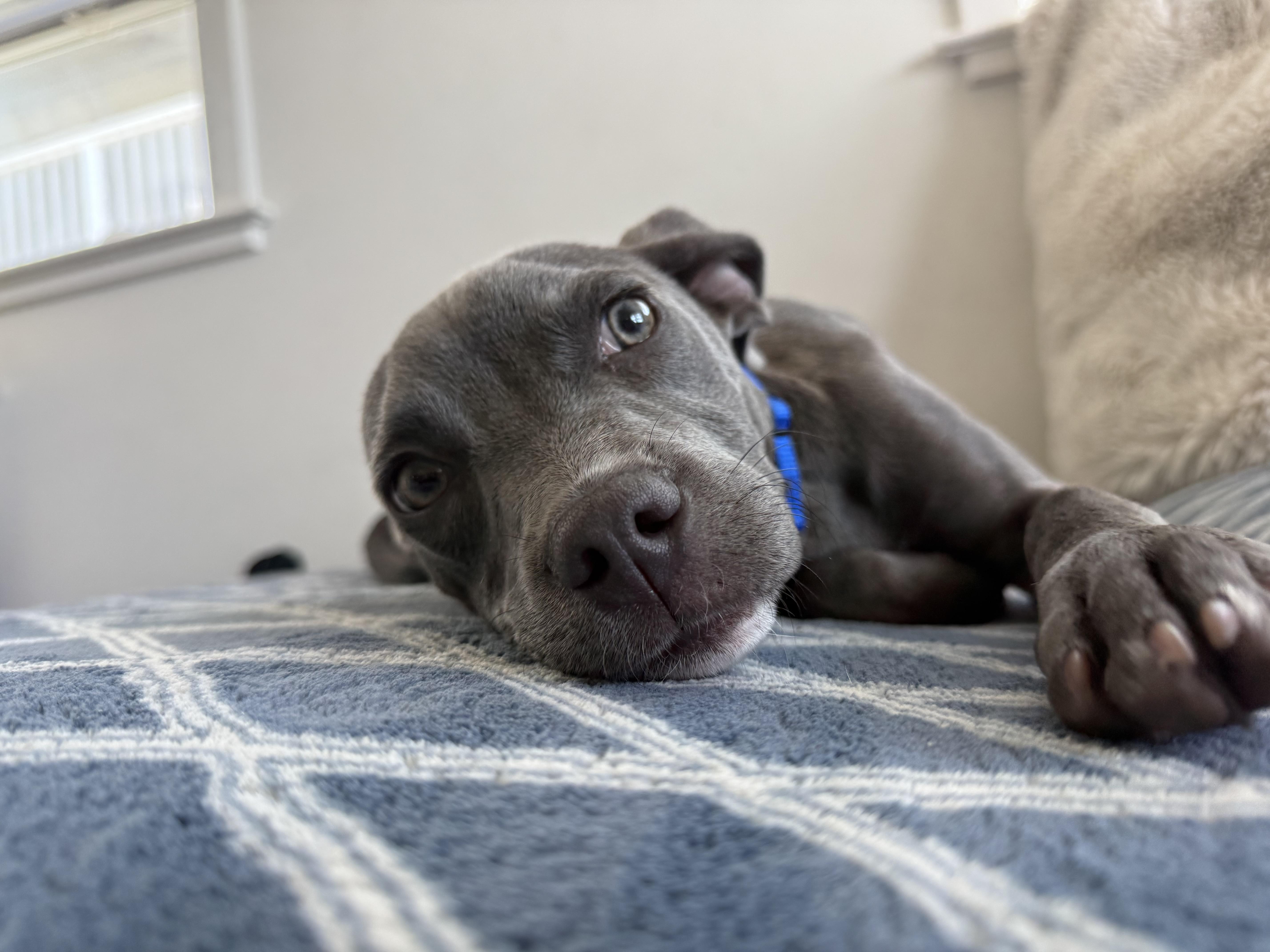 Pluto , an adopted Pit Bull Terrier in Hayward, CA image 2/6