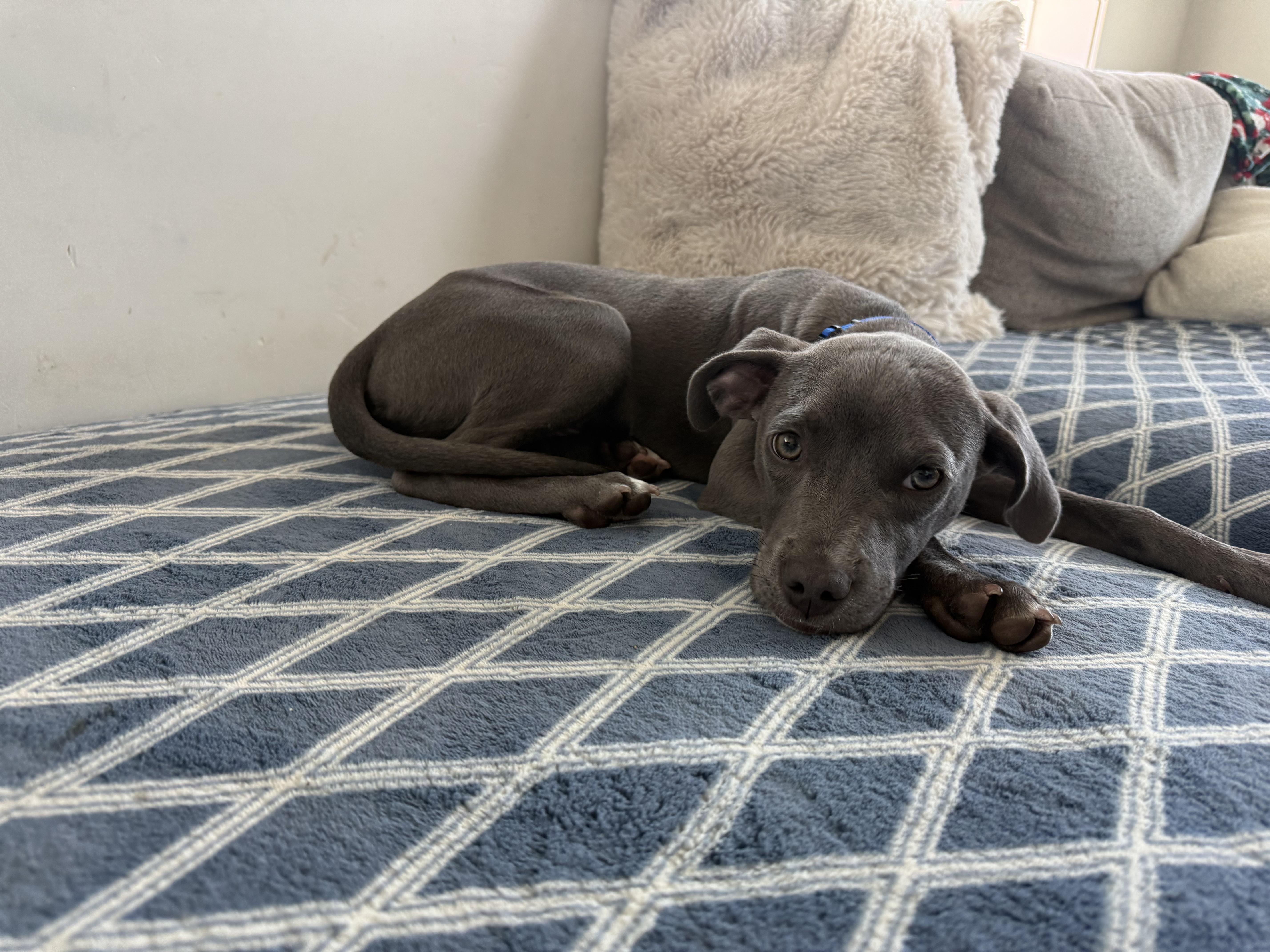 Pluto , an adopted Pit Bull Terrier in Hayward, CA image 5/6