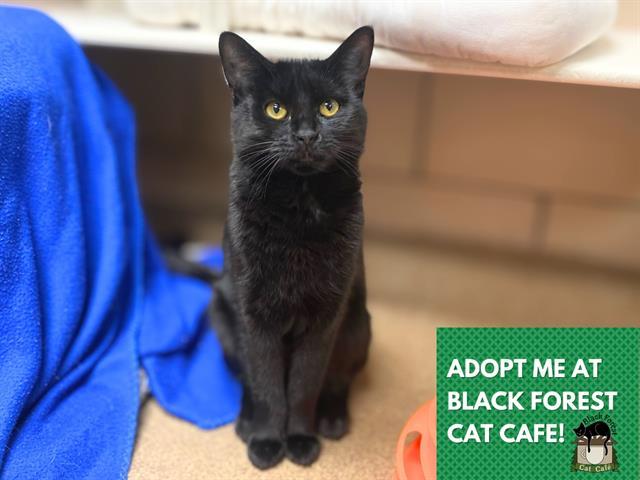 MIRANDA, Adoptable, Young Female Domestic Short Hair.