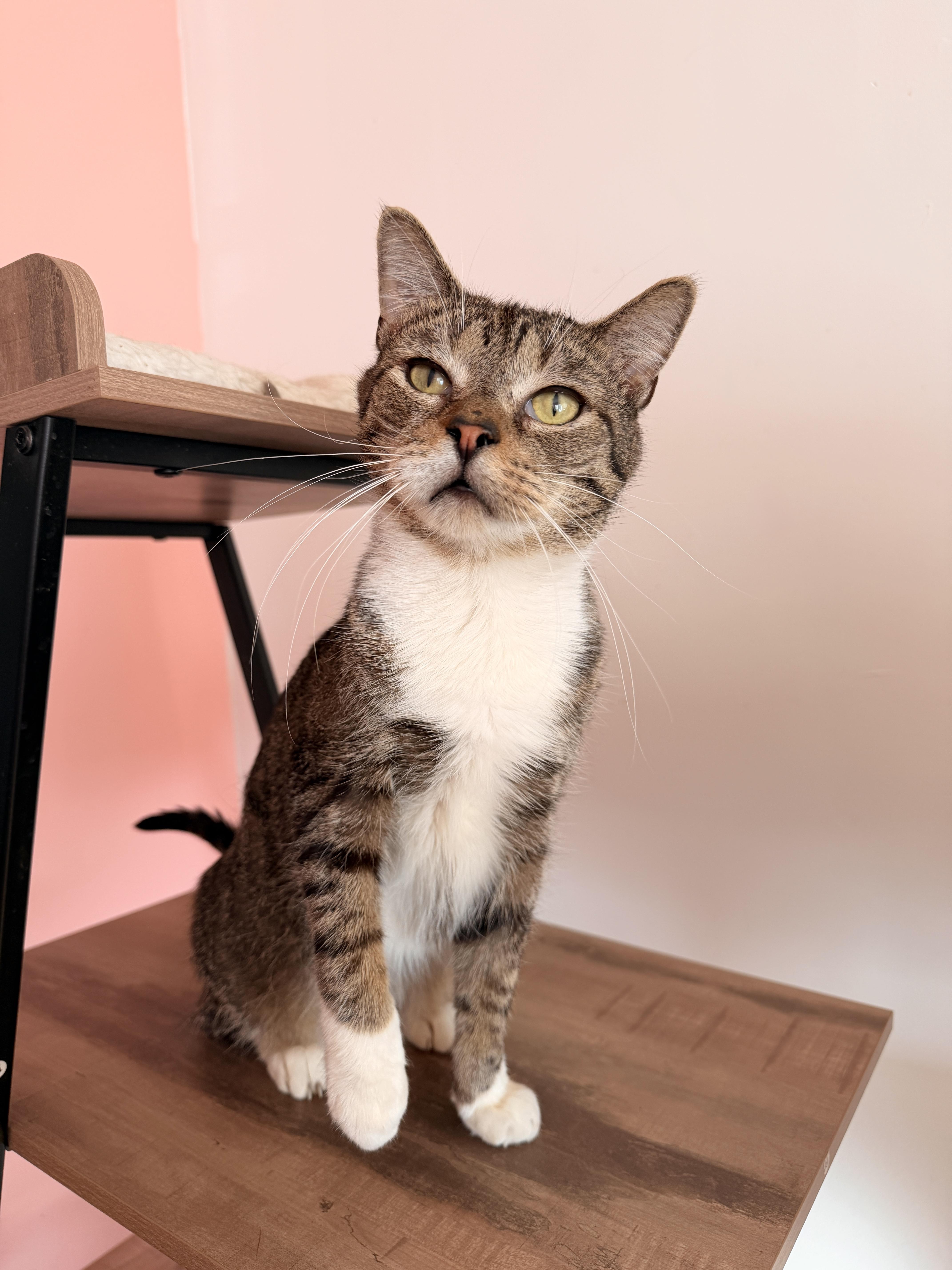 BLAZE, adoptable, Adult Male Tabby.