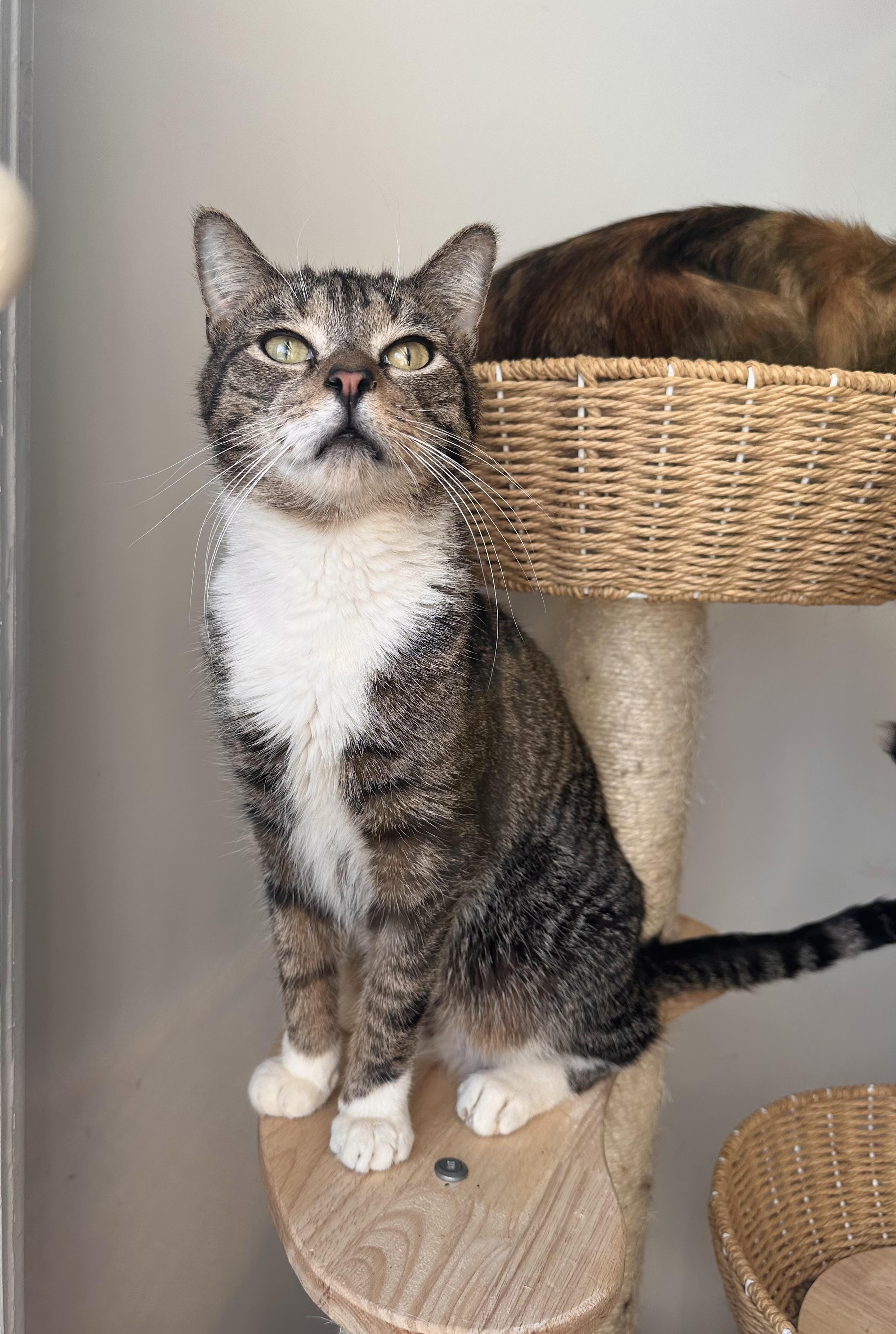 Enlarge BLAZE, an adoptable Tabby in New York, NY image 2/6