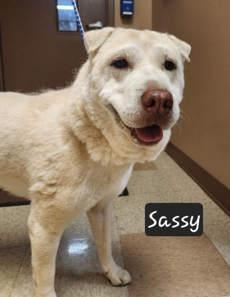 Sassy, Adoptable, Senior Female Shar-Pei & Husky.