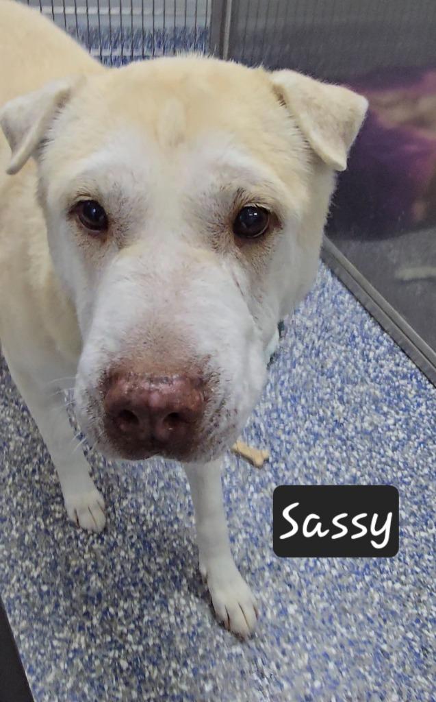 Sassy, a Adoptable mixed breed in Maumelle, AR image 2/2