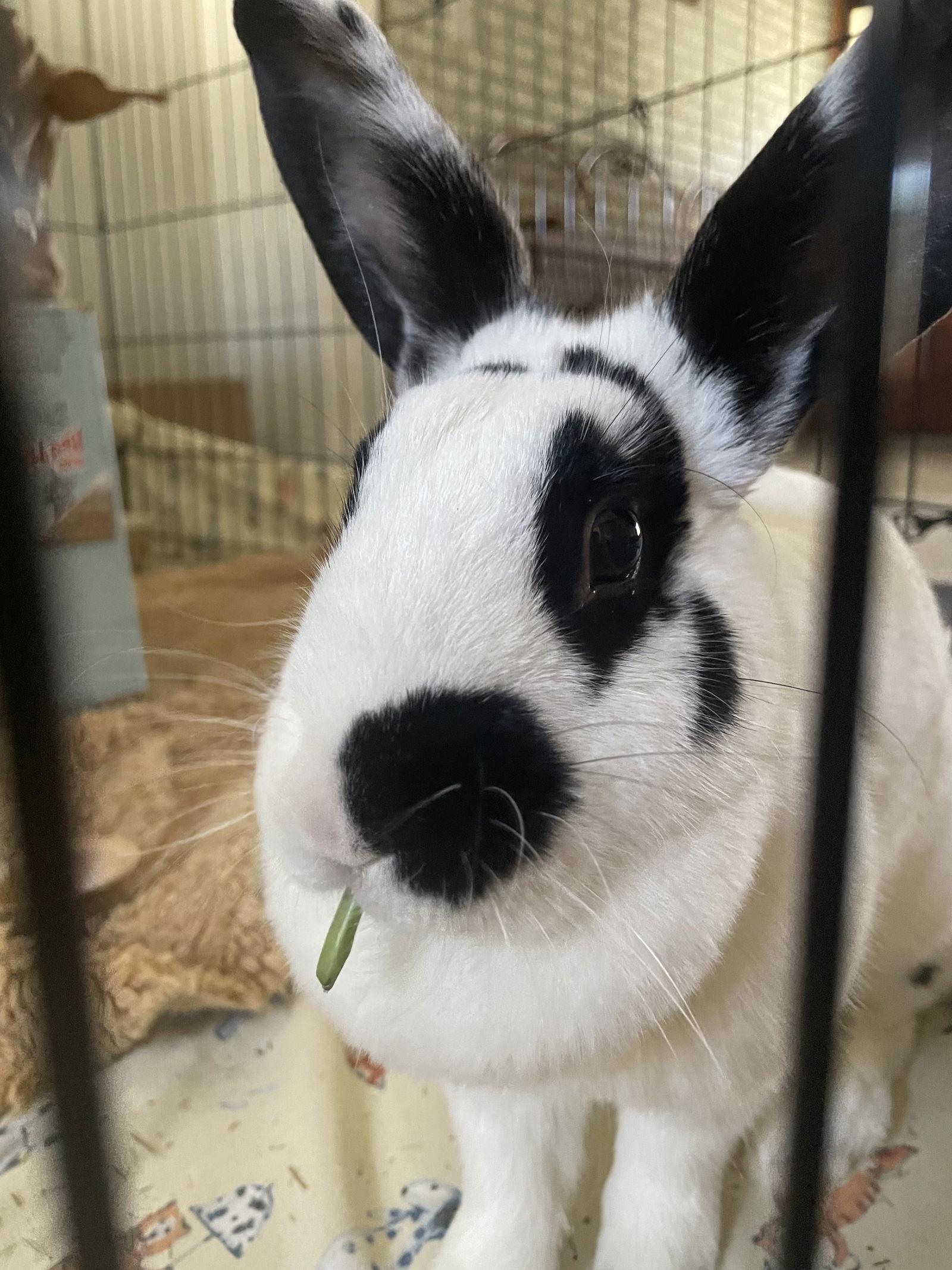 Sasha, Adoptable, Adult Female English Spot & American.