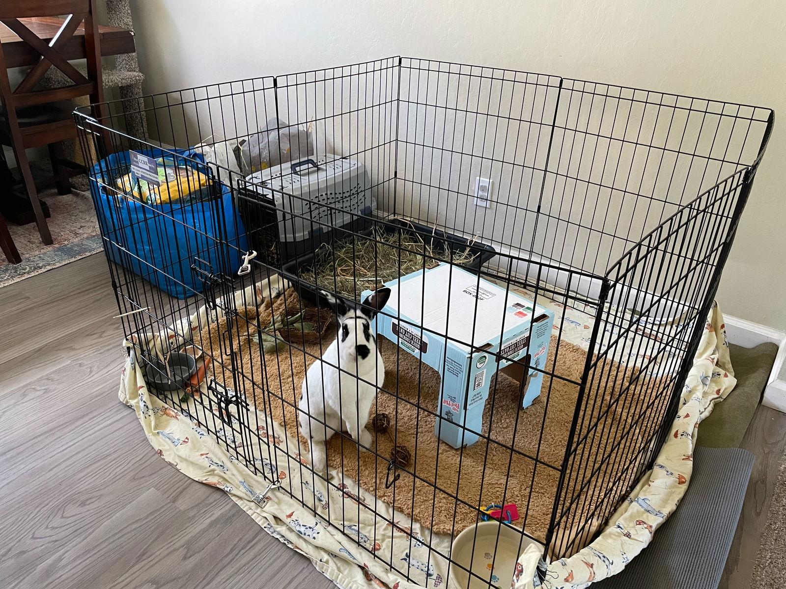 Enlarge Sasha, a Adoptable mixed breed in Antioch, CA image 2/3