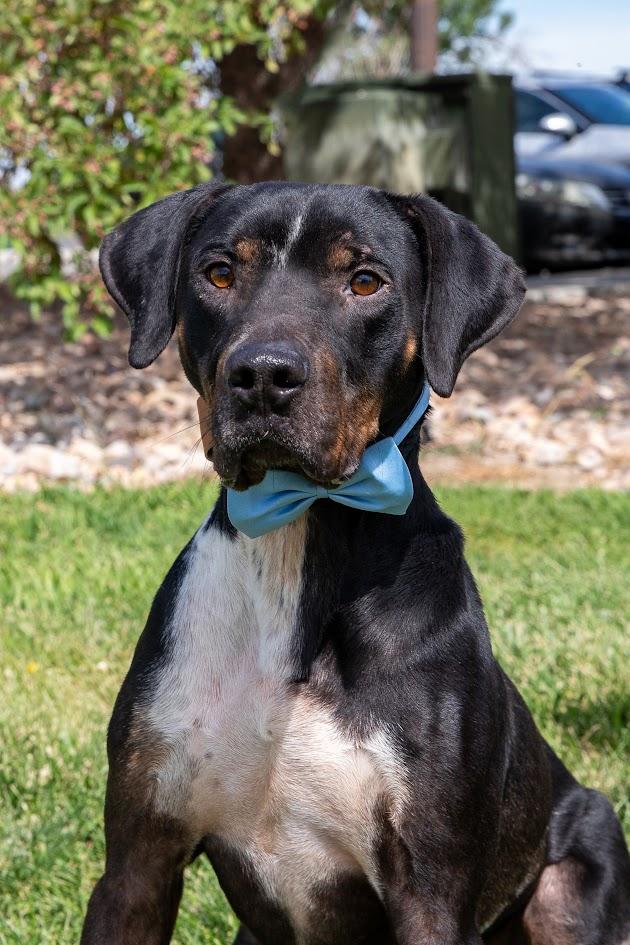 Enlarge Roadie (90084), a ADOPTABLE mixed breed in Spanish Fork, UT image 1/1