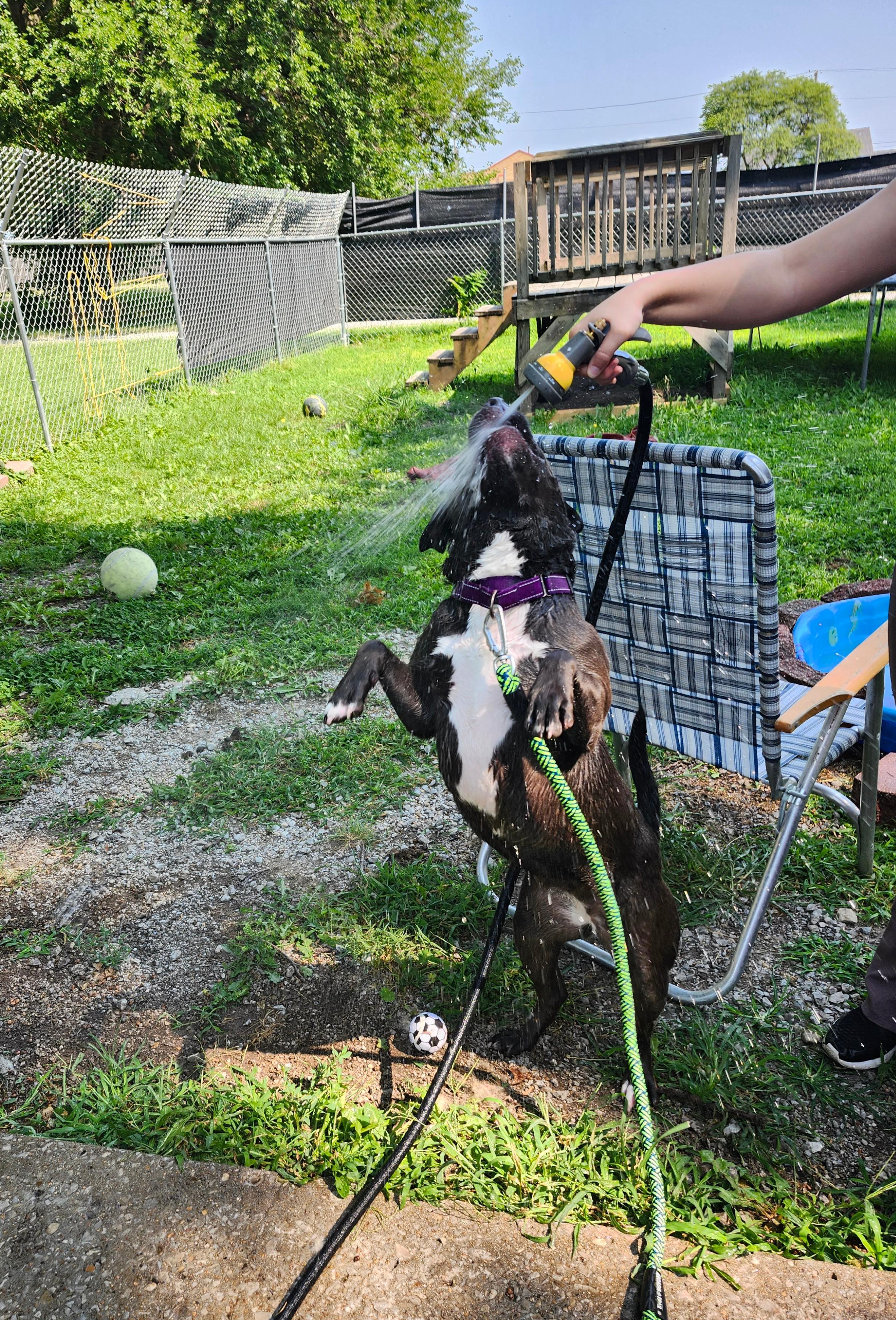 Fernanda, a Adoptable American Staffordshire Terrier in Marshall, MO image 4/6