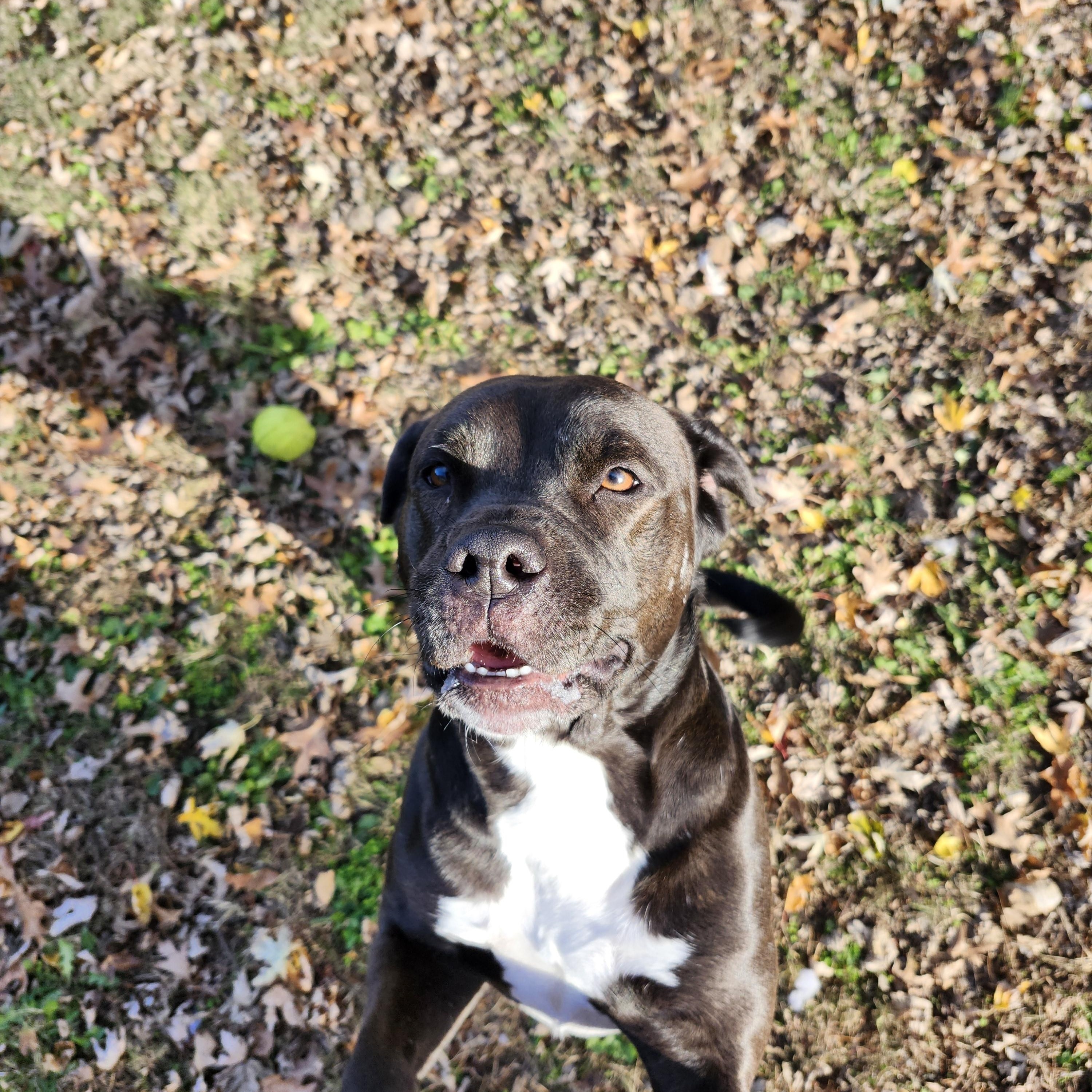 Fernanda, a Adoptable American Staffordshire Terrier in Marshall, MO image 5/6